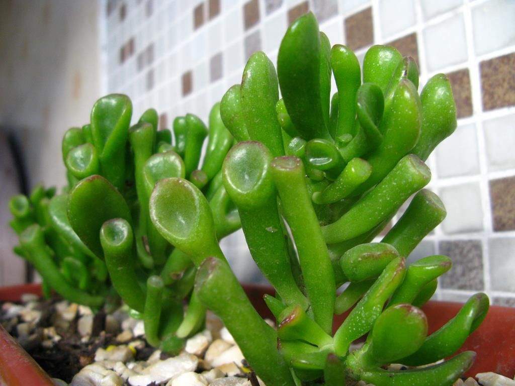 Espécies de suculentas: Crassula Ovata Gollum (Orelha de Shrek)