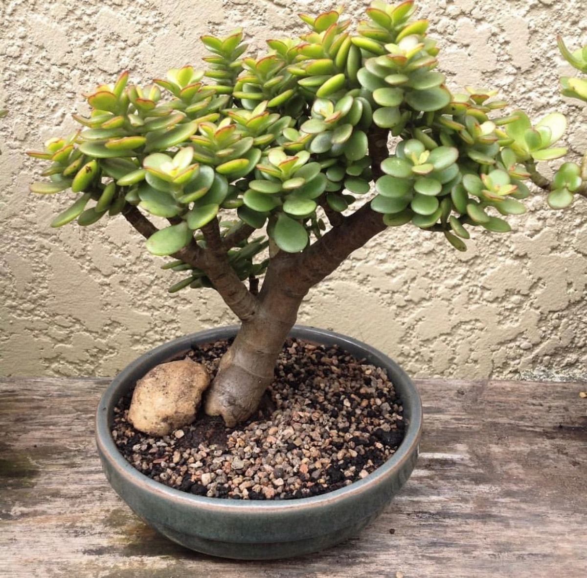 Espécies de suculentas: Crassula Ovata (Planta Jade)