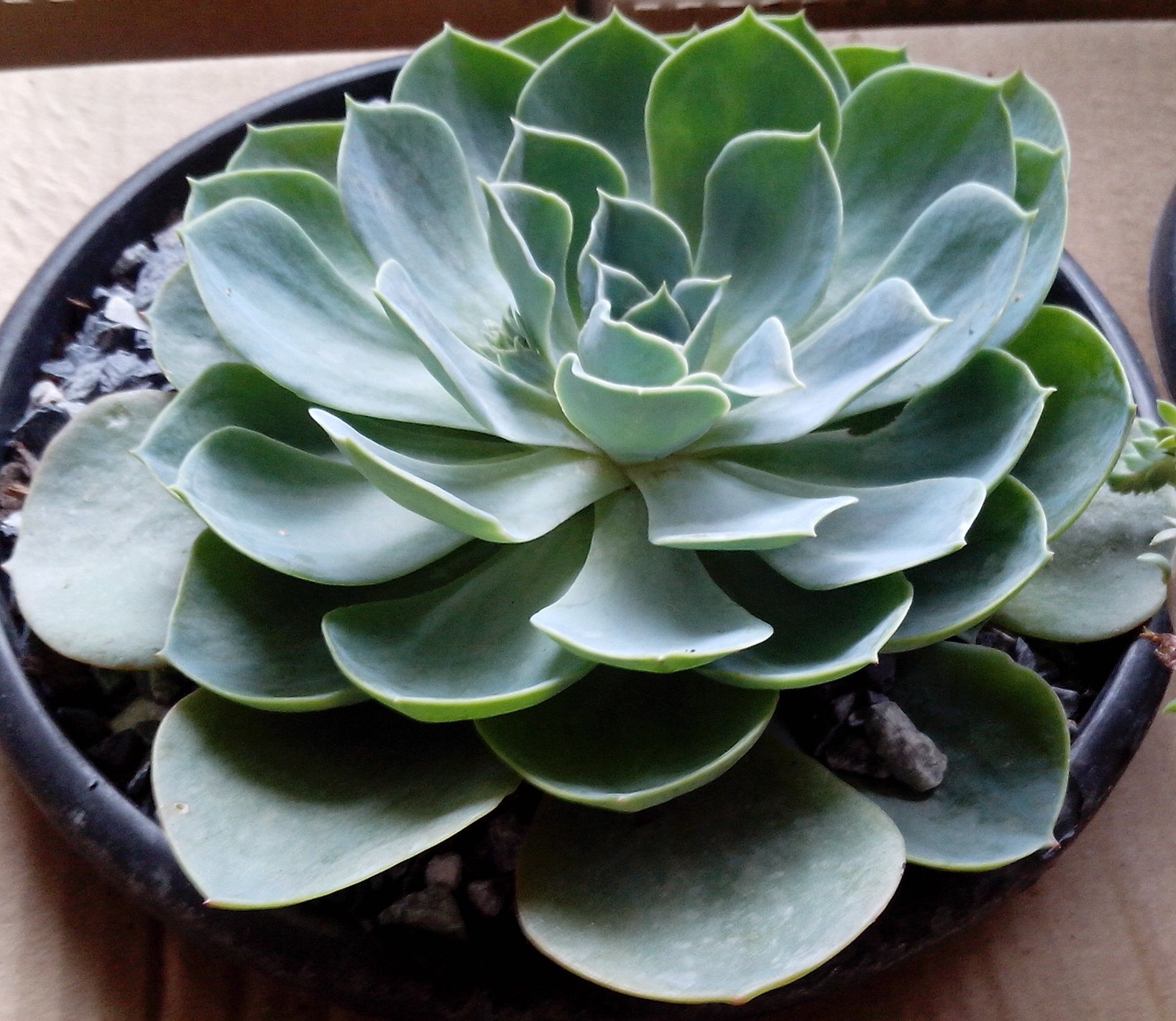 Espécies de sucuentas: Echeveria Carnicolor (Rosa de Pedra)