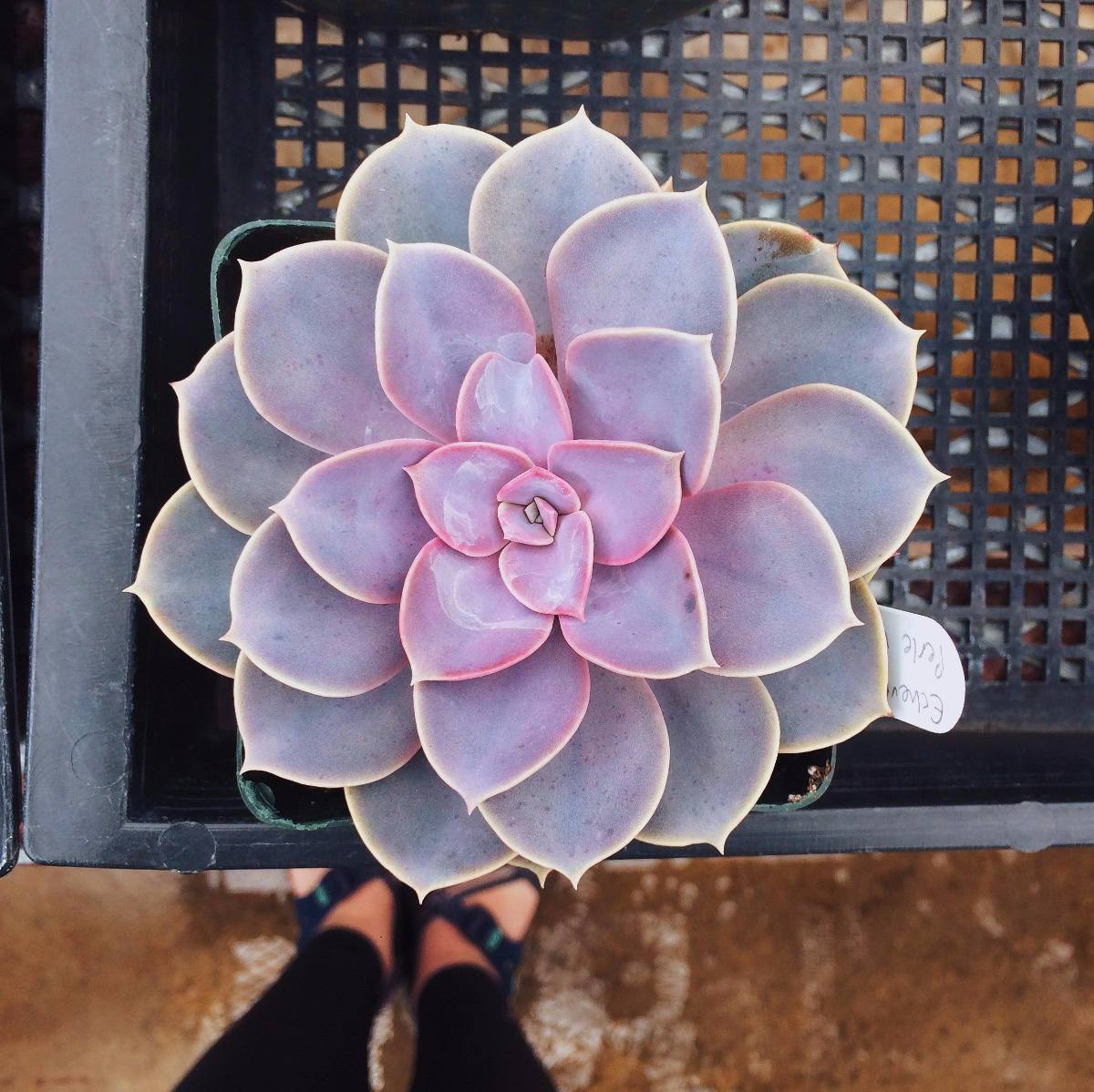 Espécies de suculentas: Echeveria Rosa