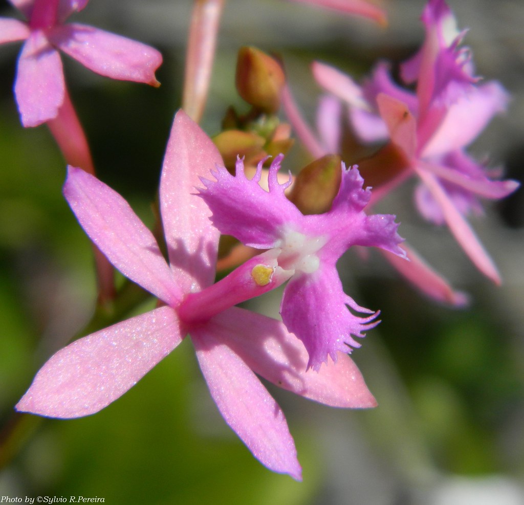 como plantar orquídea na terra: Epidendrum denticulatum