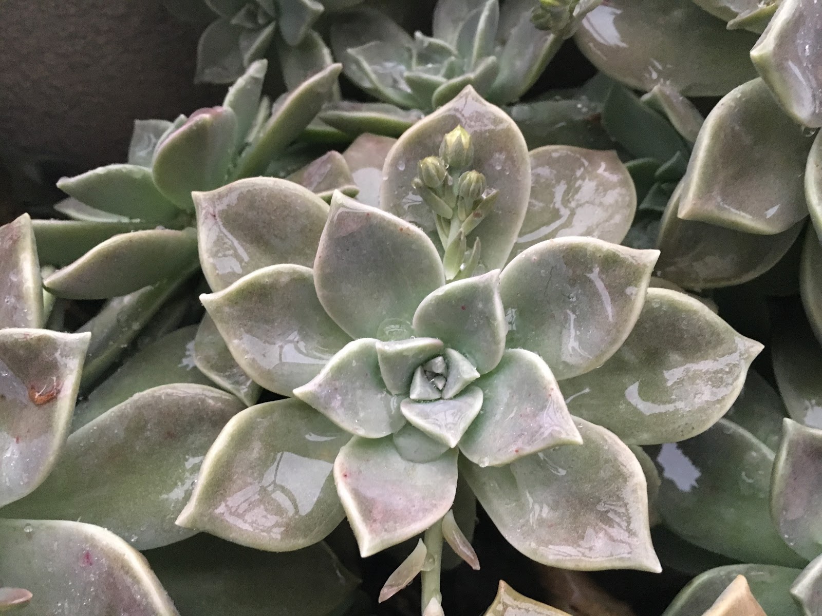 Espécies de suculentas: Graptopetalum paraguayense ou Flor fantasma