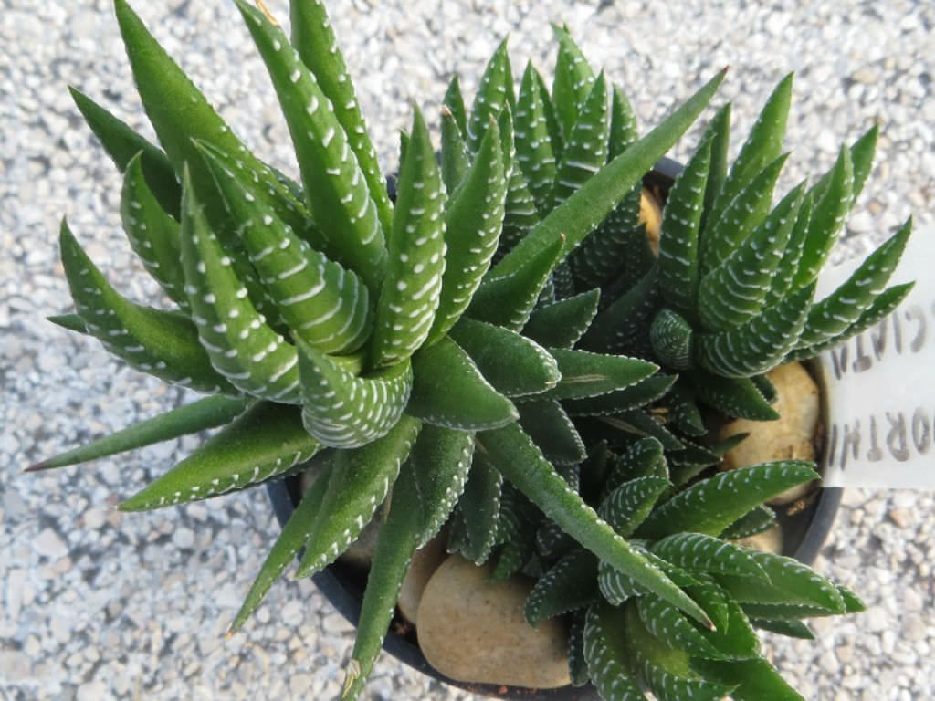 Espécies de suculentas: Haworthia Fasciata (Suculenta Zebra)