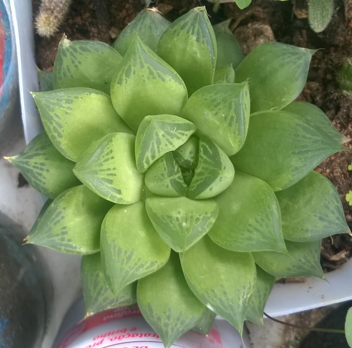 Espécies de suculentas: Haworthia cymbiformis