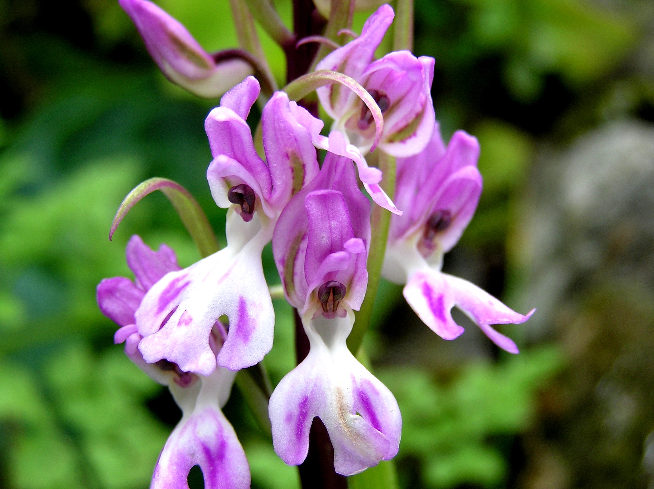 como plantar orquídea na terra: Orchis canariensis