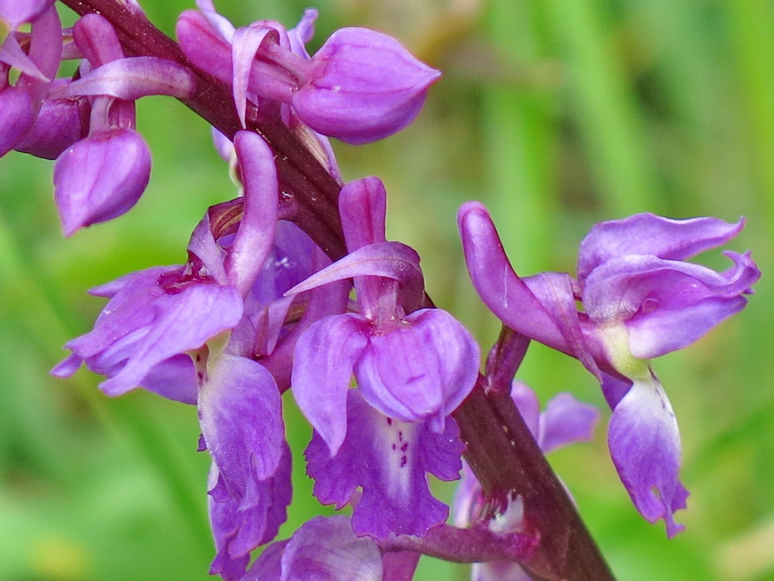 como plantar orquídea na terra: Orchis mascula