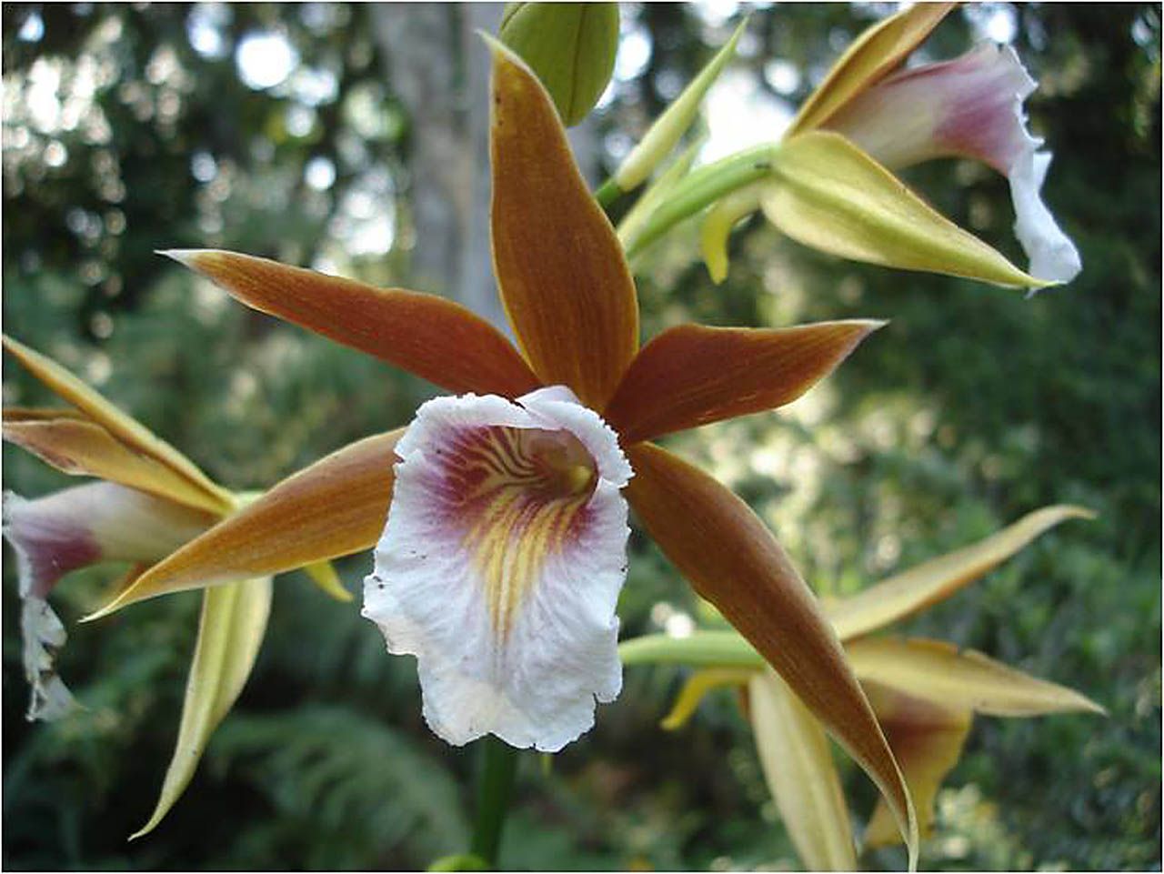 como plantar orquídea na terra: Phaius tankervilleae