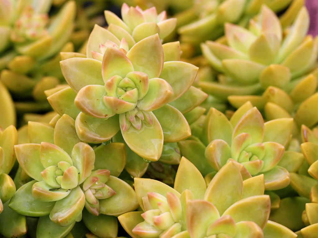 Espécies de suculentas: Sedum Adolphii