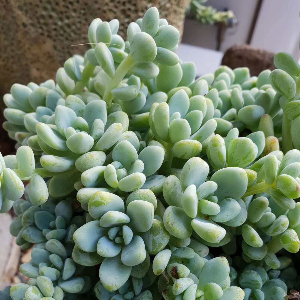 Espécies de suculentas: Sedum Clavatum