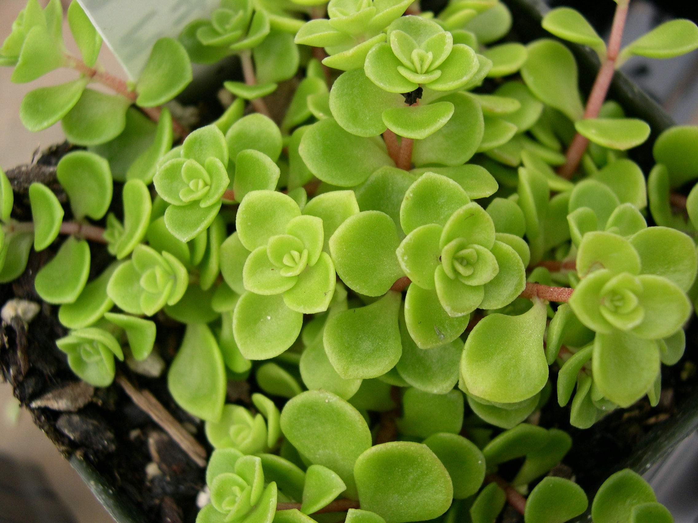 Espécies de suculentas: Sedum Makinoi (Brilhantina)