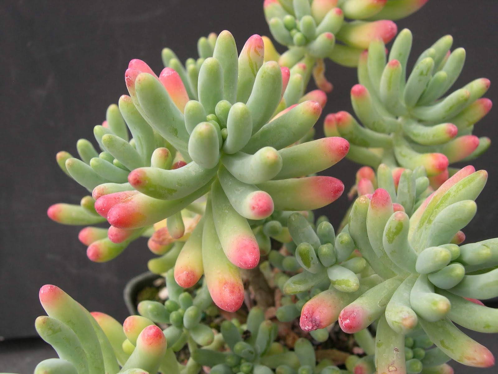 Espécies de suculentas: Sedum Pachyphyllum (Dedinho de moça)