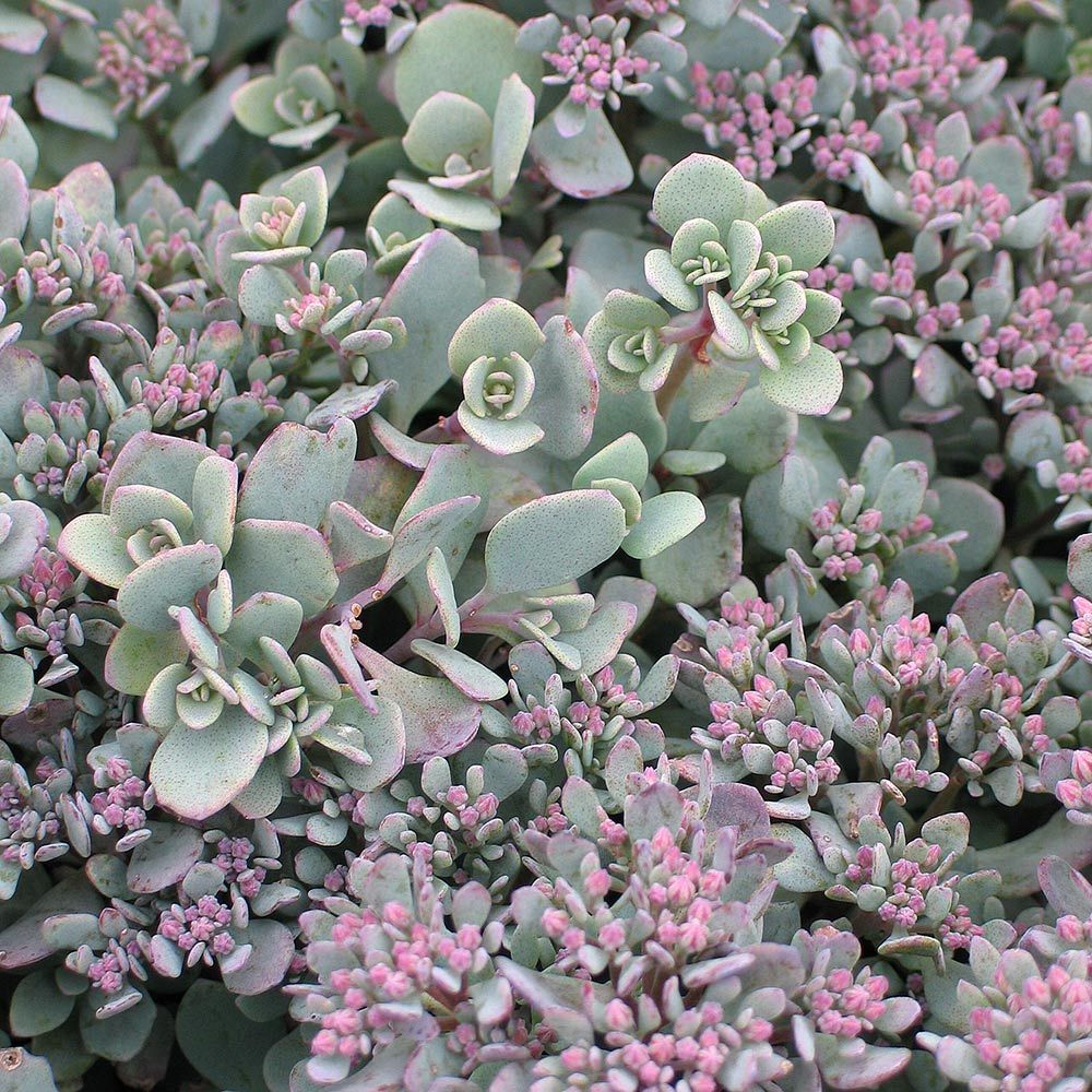 Espécies de suculentas: Sedum cauticola