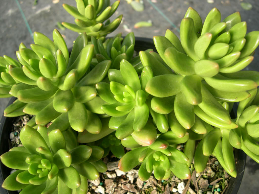 Espécies de suculentas: Sedum lucidum