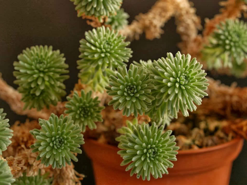 Espécies de suculentas: Sedum multiceps