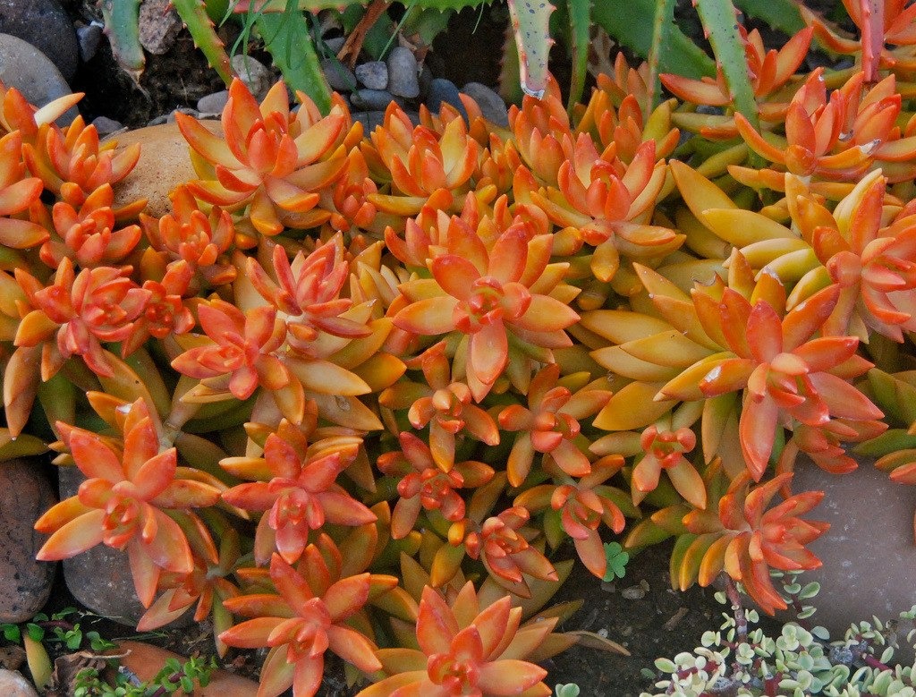 Espécies de suculentas: Sedum nussbaumerianum