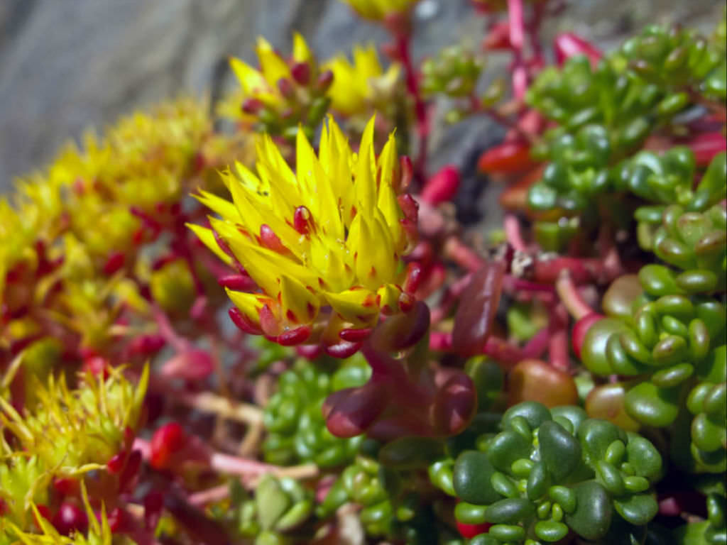 Espécies de suculentas: Sedum oreganum