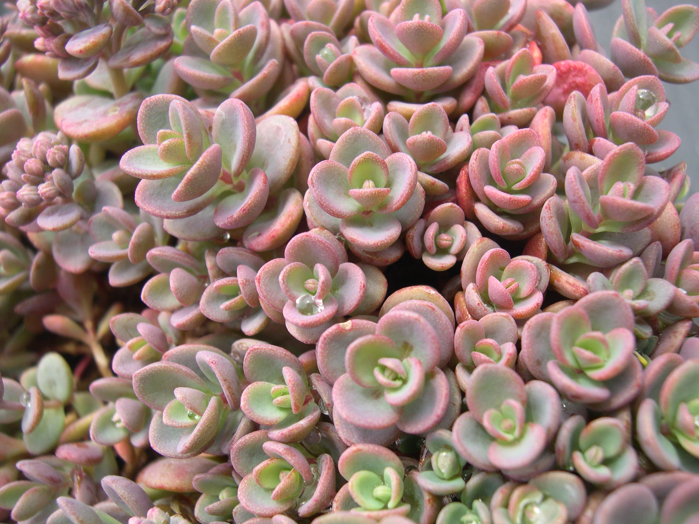 Espécies de suculentas: Sedum pluricaule