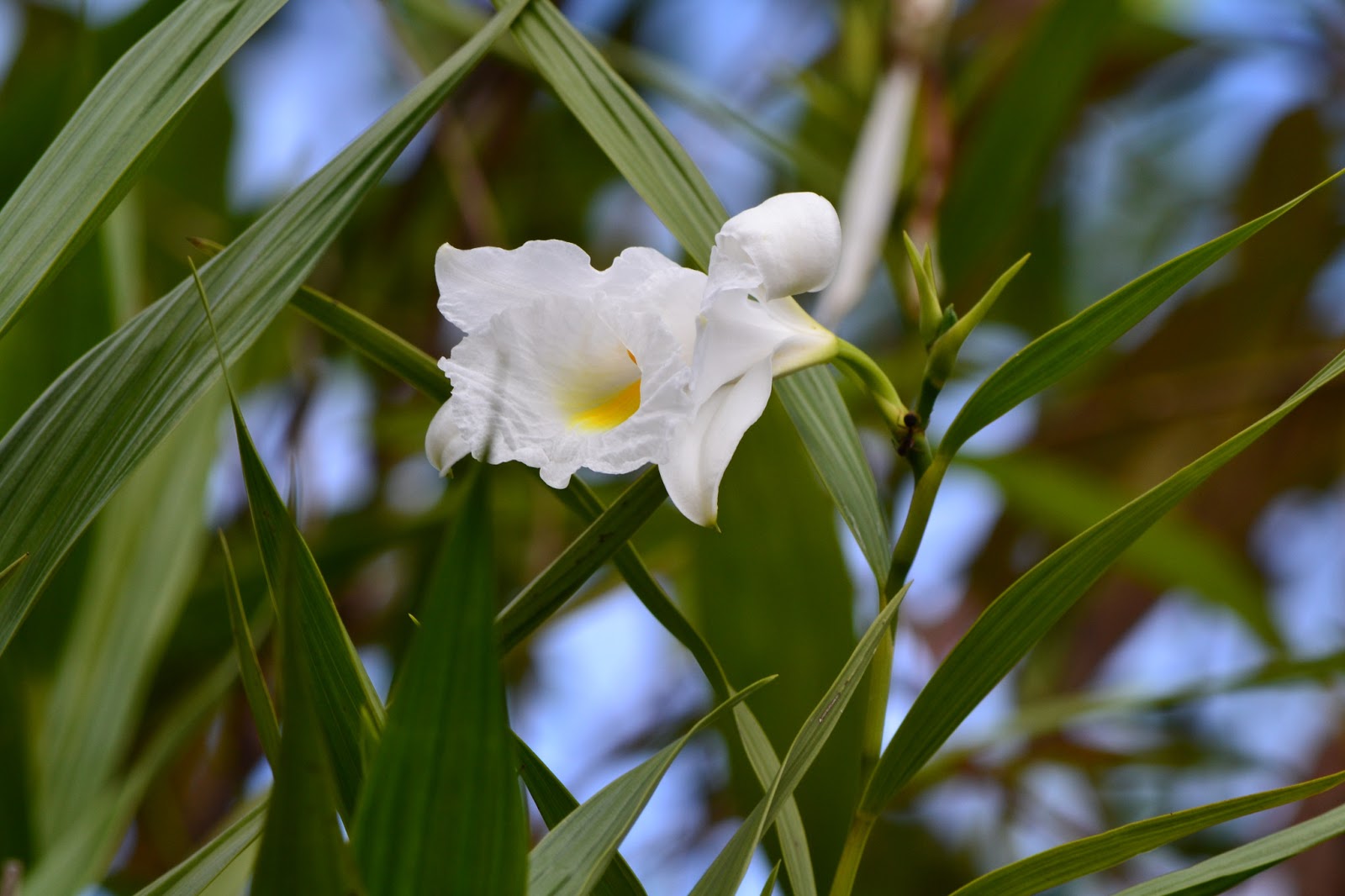 como plantar orquídea na terra: Sobralia Liliastrum