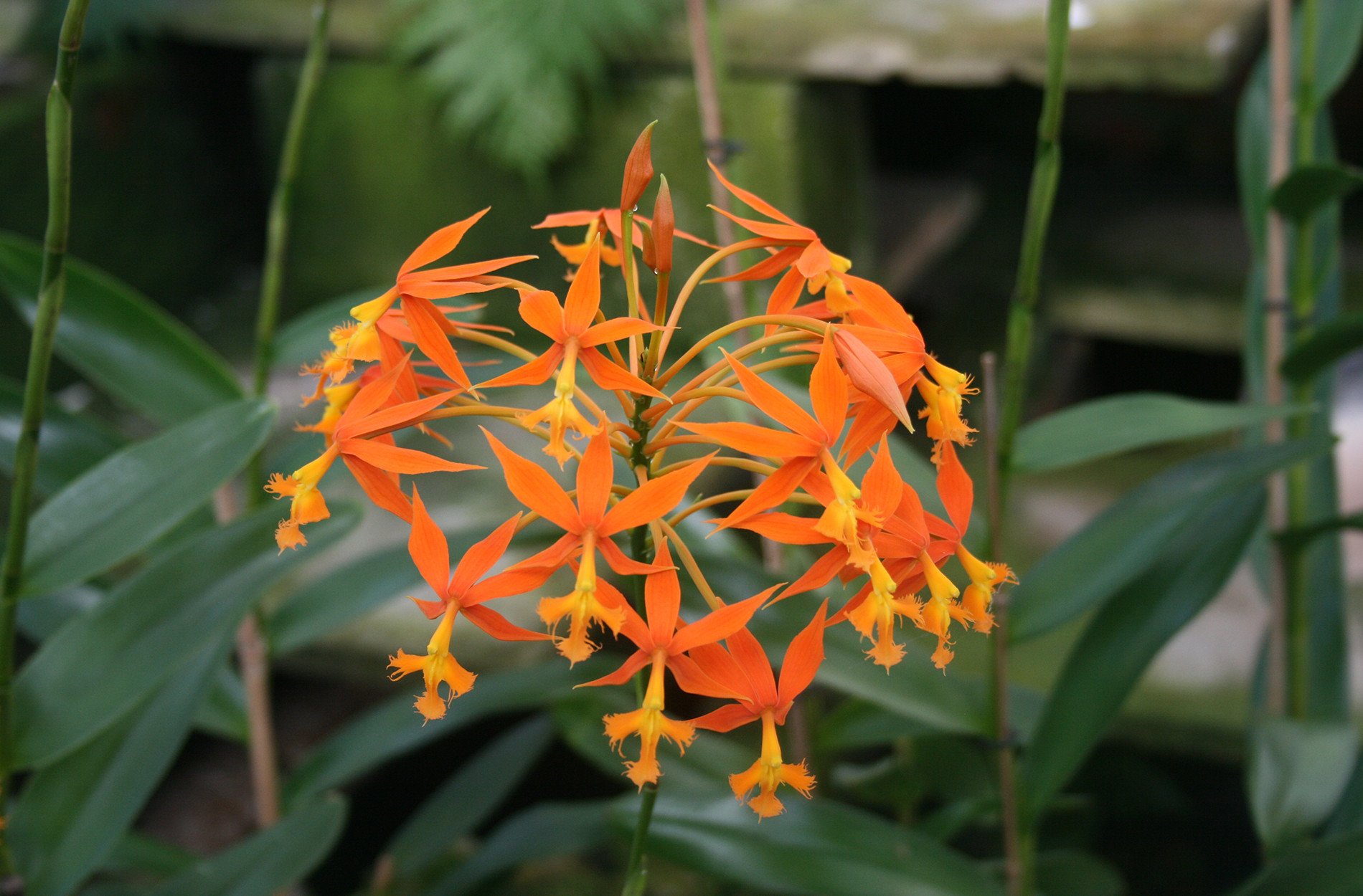 como plantar orquídea na terra: orquídeas terrestres Epidendrum-Cinnabarinum