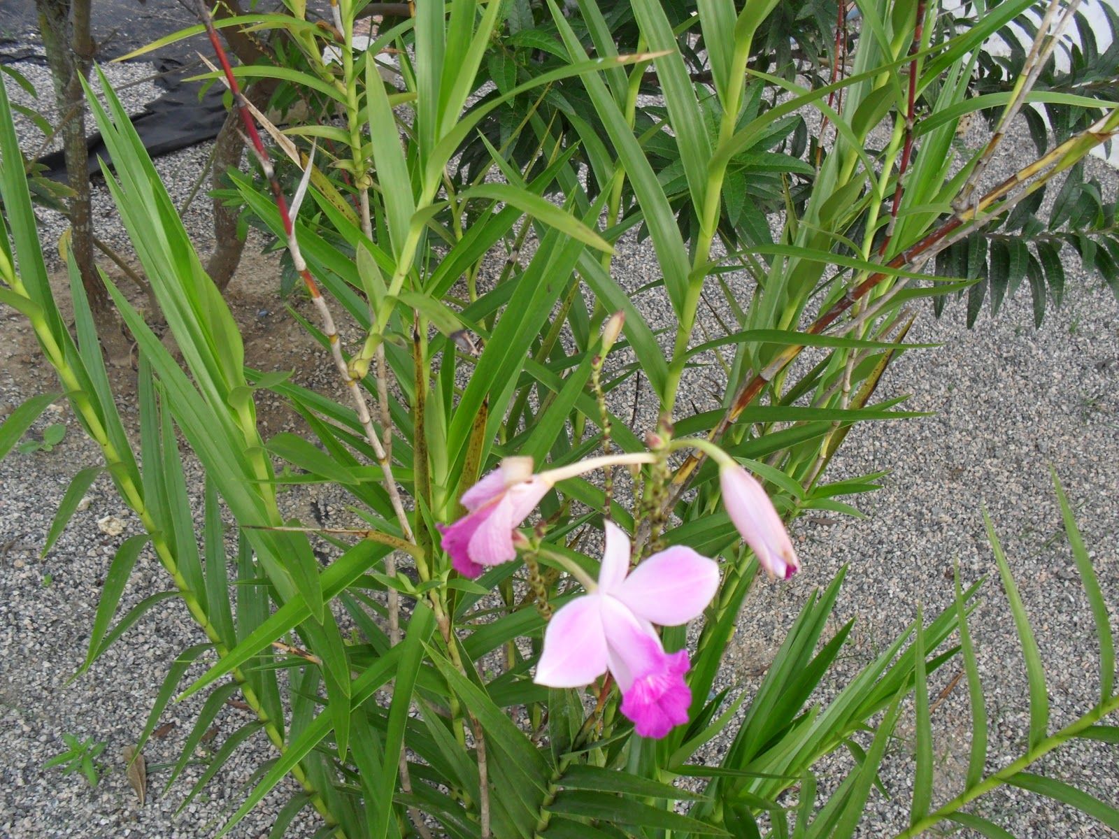 como plantar orquídeas na terra: cuidados específicos.