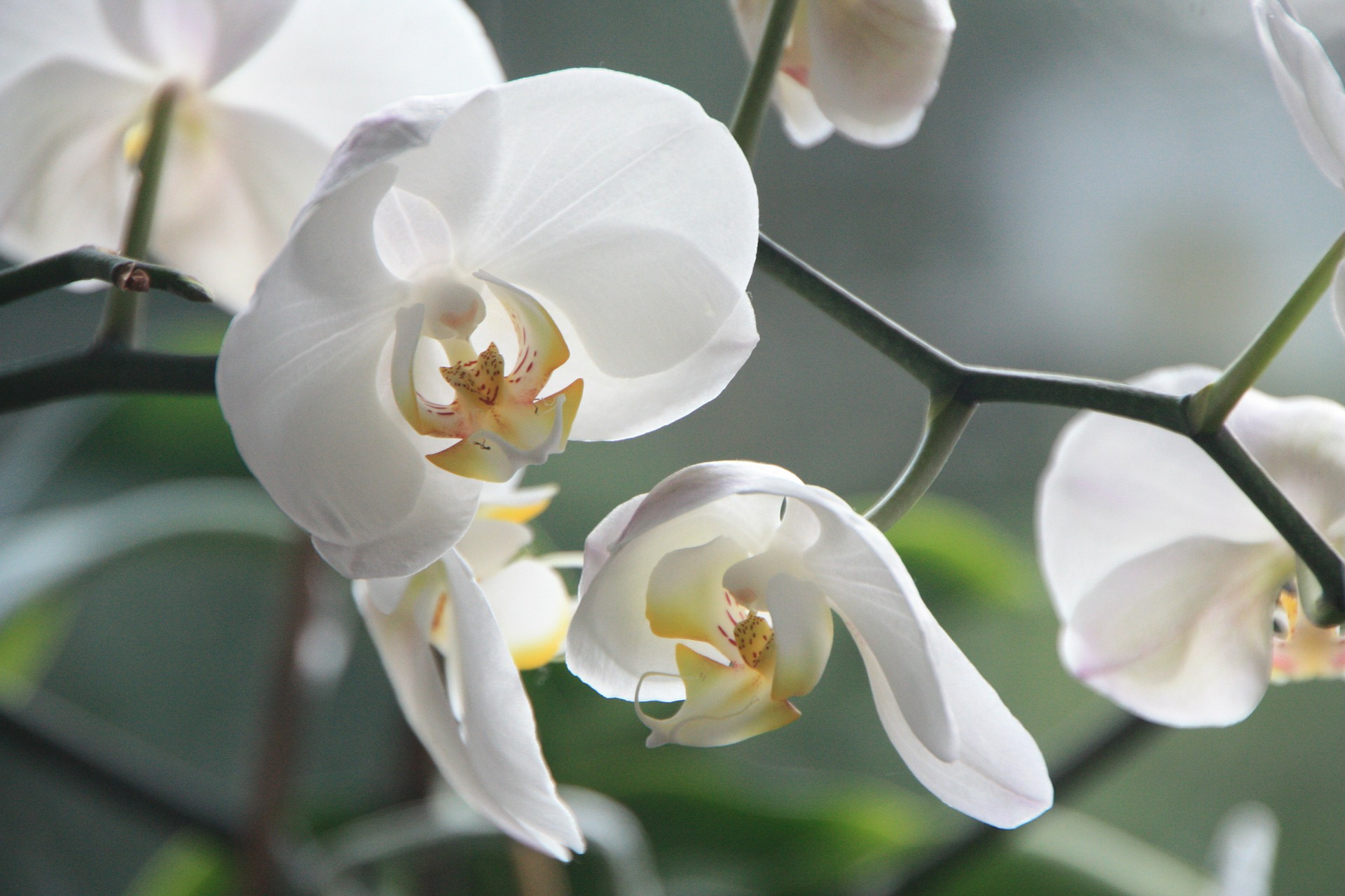 É preciso entender como replantar orquídeas no tempo certo.