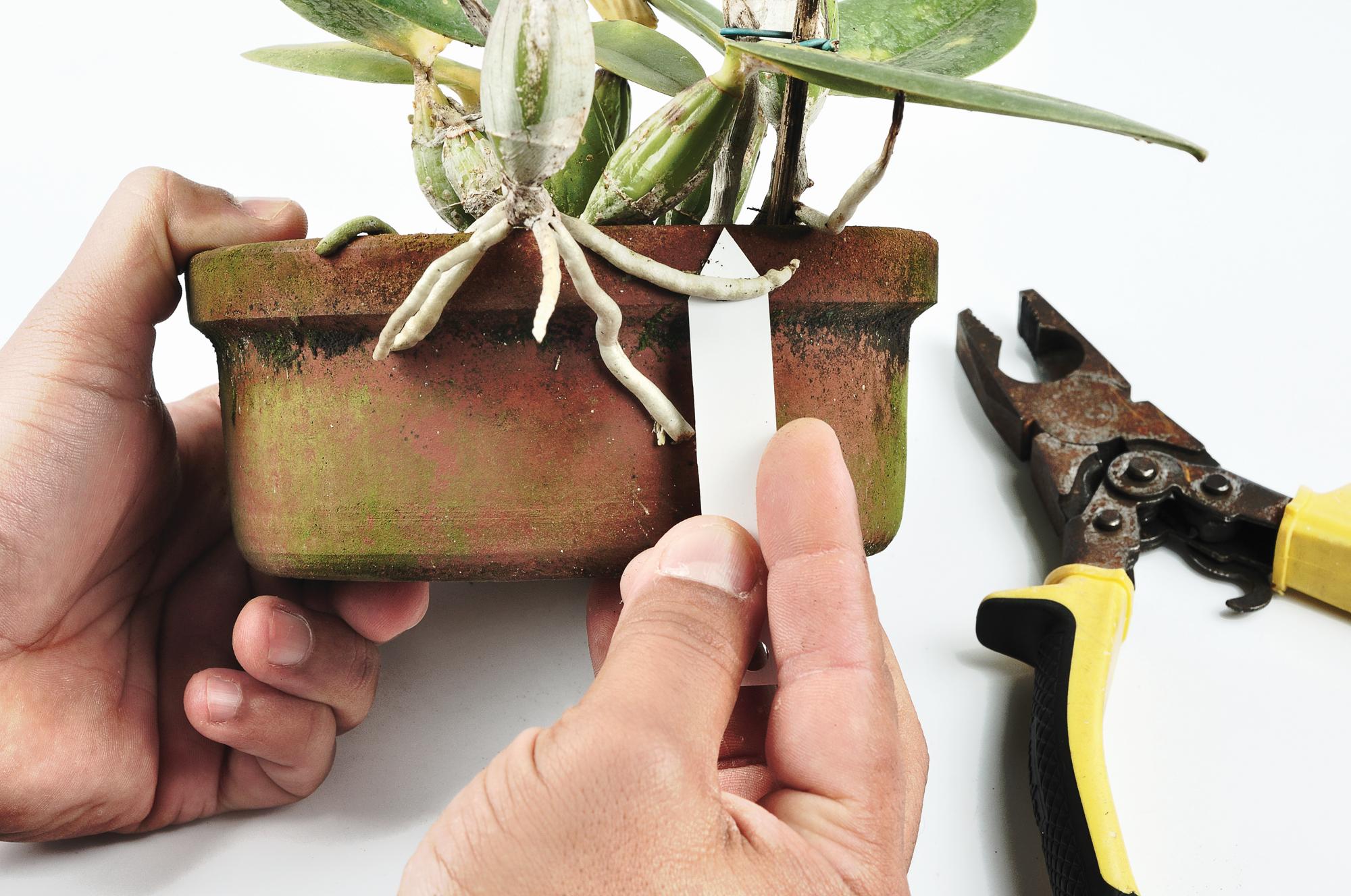 É preciso observar alguns fatores antes de aprender como replantar orquídeas.