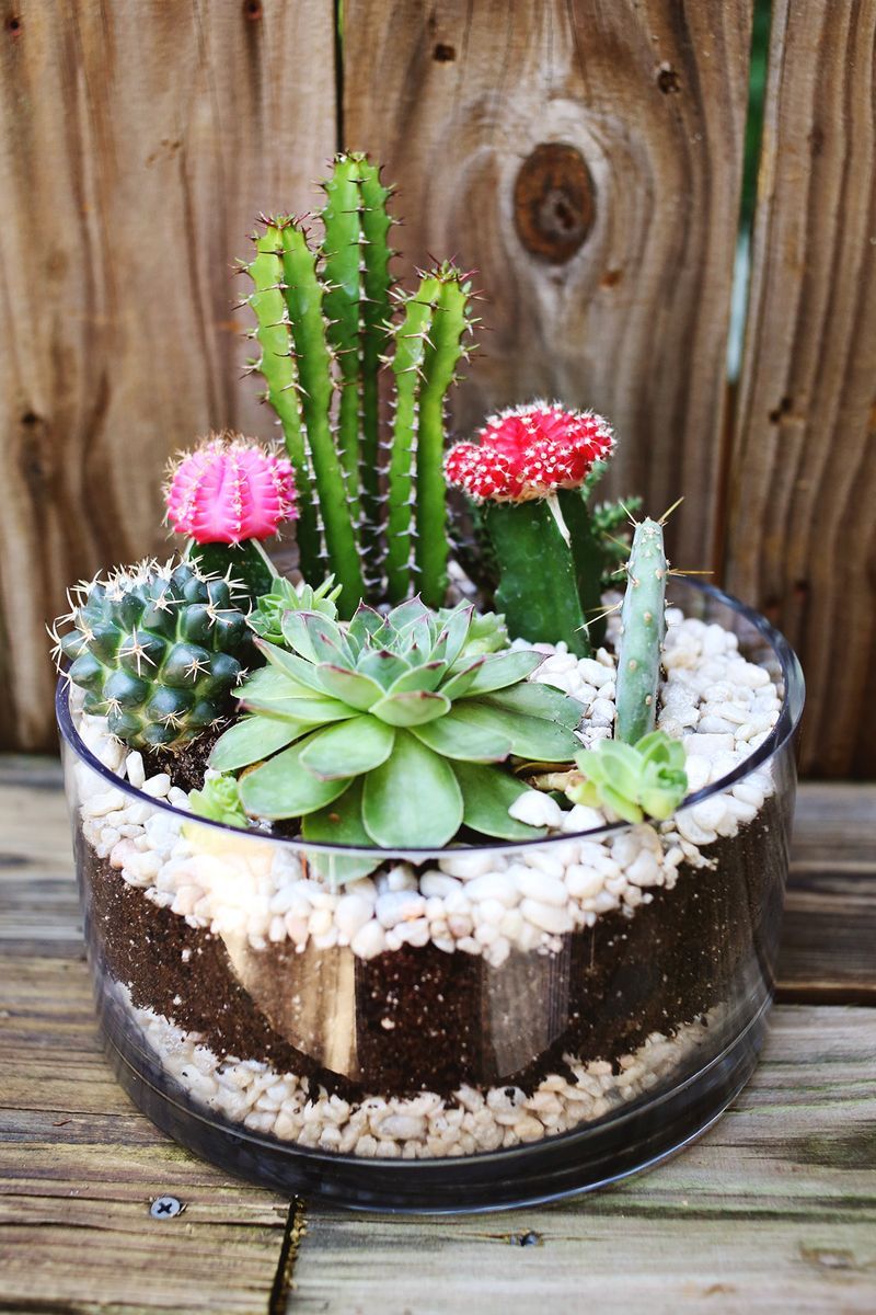 Espécies de suculentas plantadas em vidro como terrários.