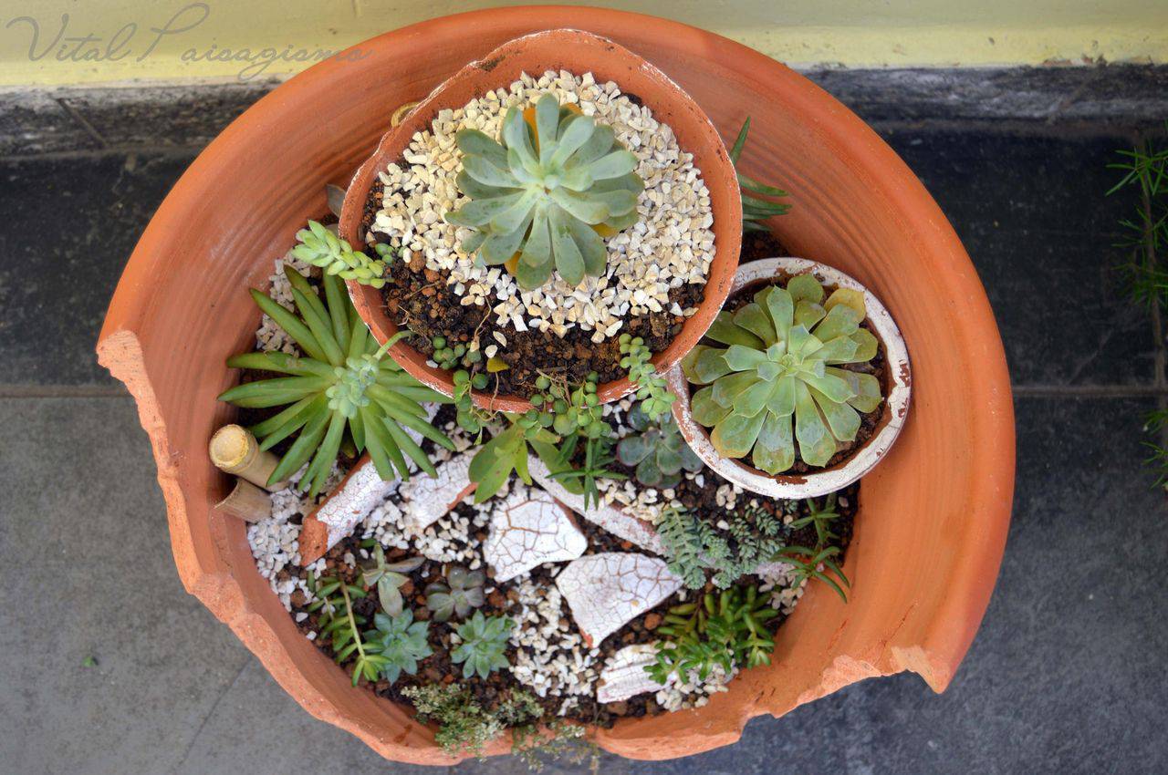 Espécies de suculentas plantadas em vasos de crâmicas quebrado e em vários níveis.