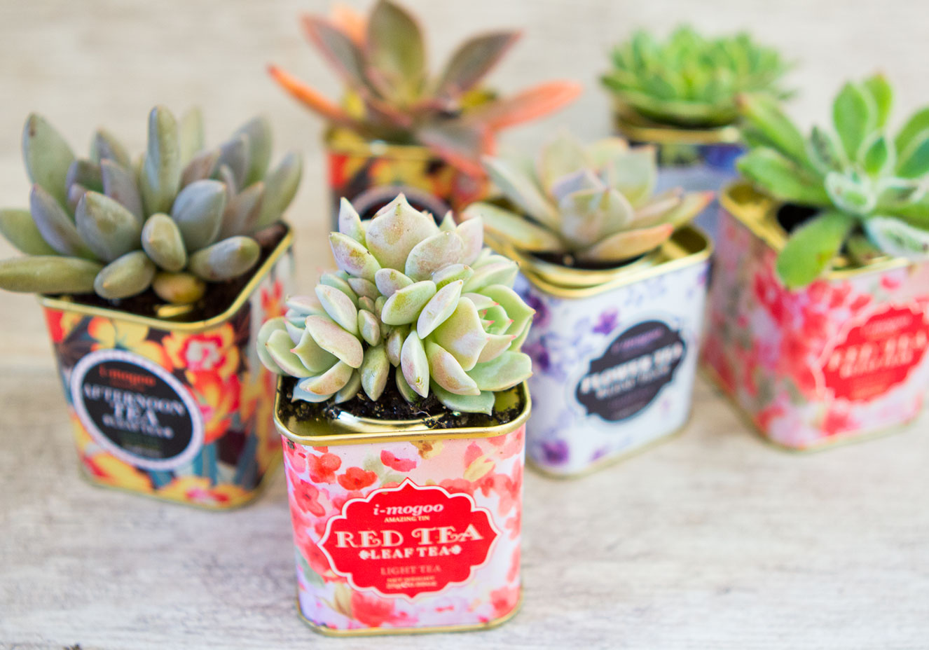 Espécies de suculentas plantadas em latas de chá.