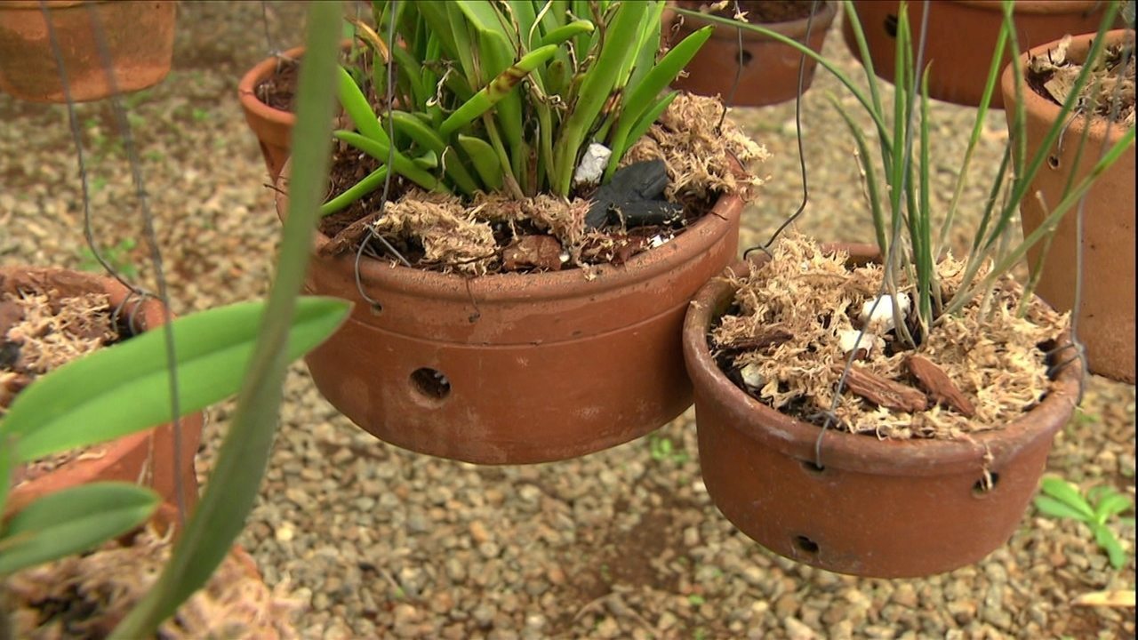 substrato pra orquídeas vasos de cerâmica