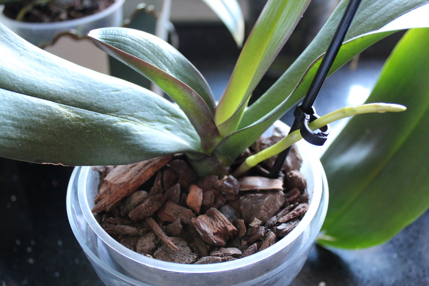 O substrato para orquídeas ideal vai depender o do vaso e da espécie.