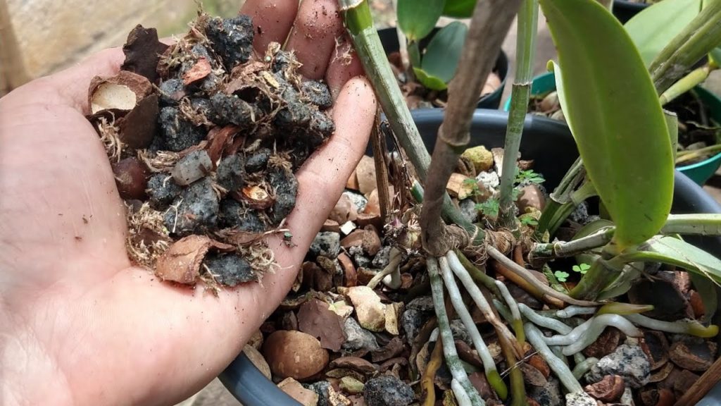 Substrato para Orquídeas: Onde Cultivar e Quais as Melhores Opções! - TC