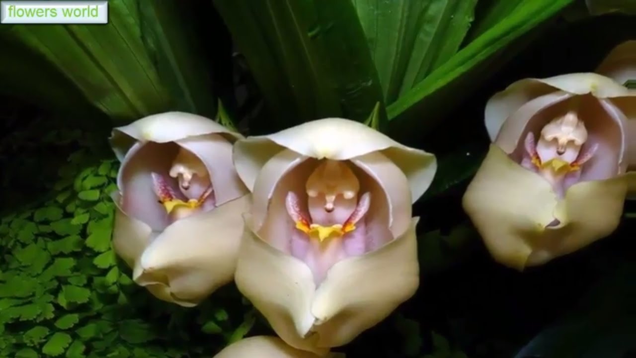 orquídea que parece bebê: Anguloa Uniflora