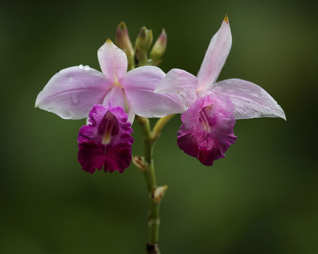 Orquídea que parece bambú: Arundina bambusifolia