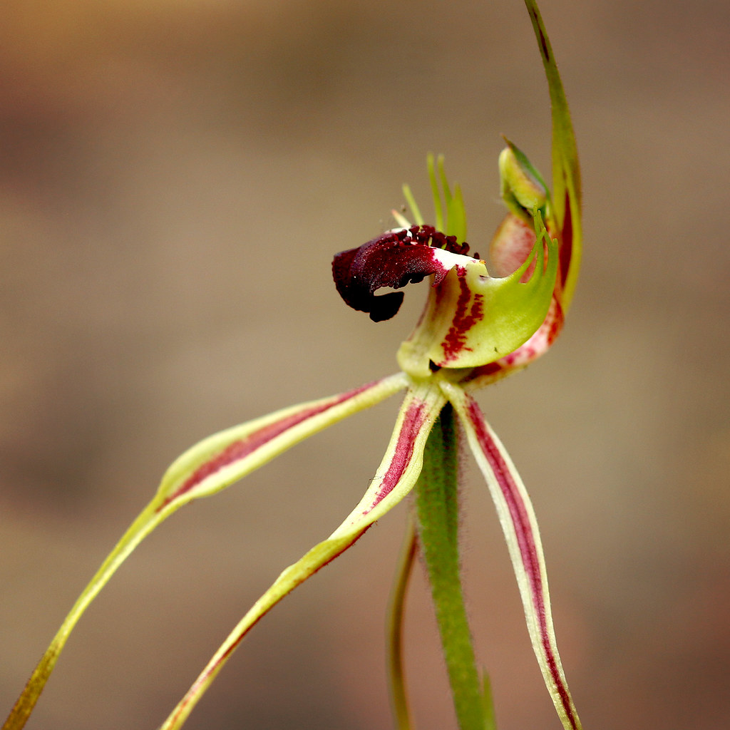 orquídea que parece aranha: Caladenia dilatata