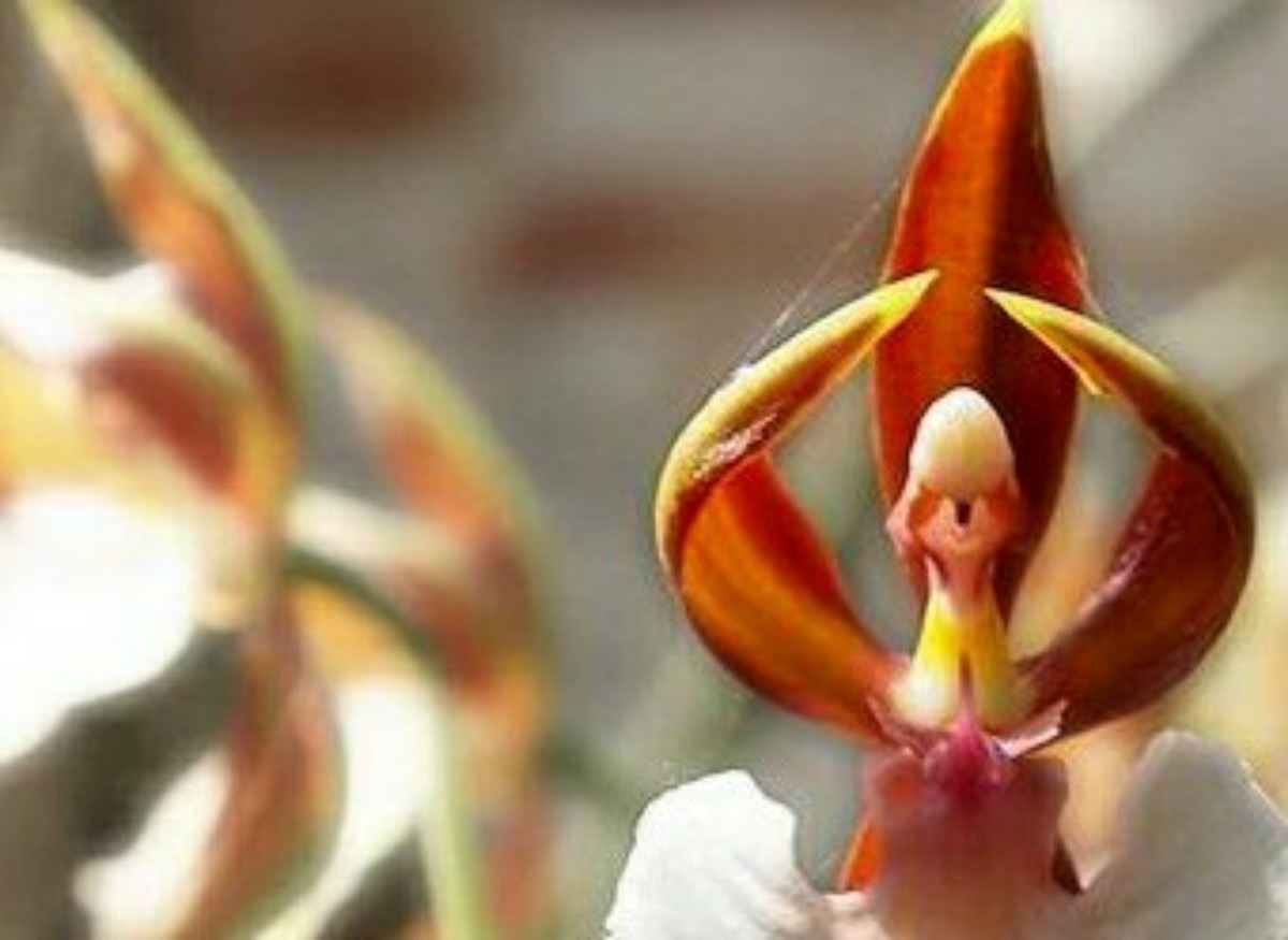 Orquídea que parece uma bailarina: Caladenia melanema