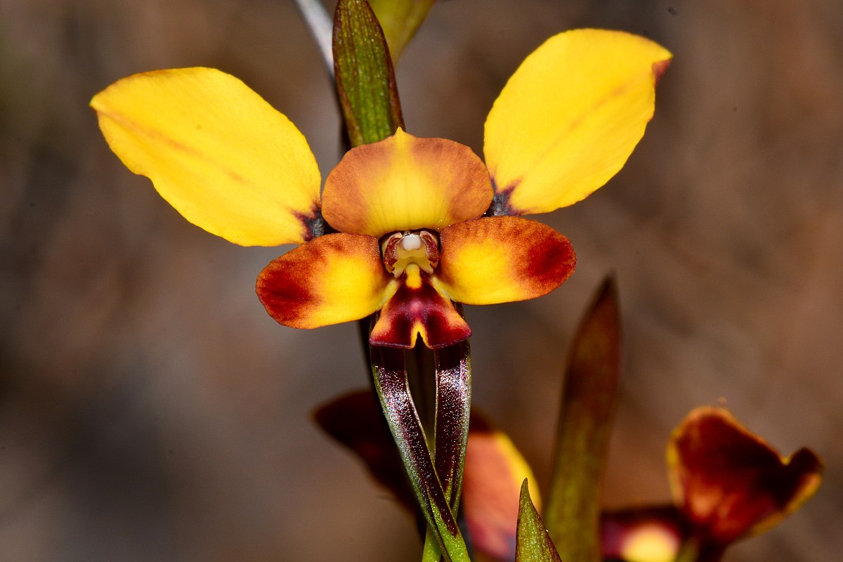 orquídea que parece orelhas de burro: diuris