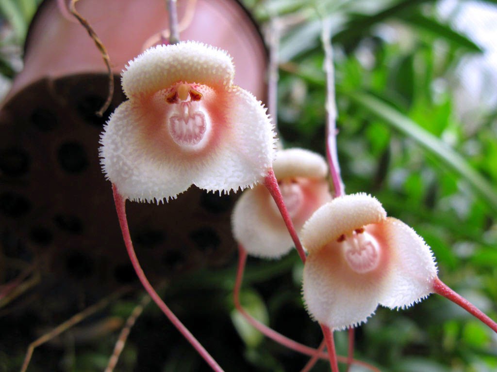 orquídea que parece cara de macaco: Dracula simia