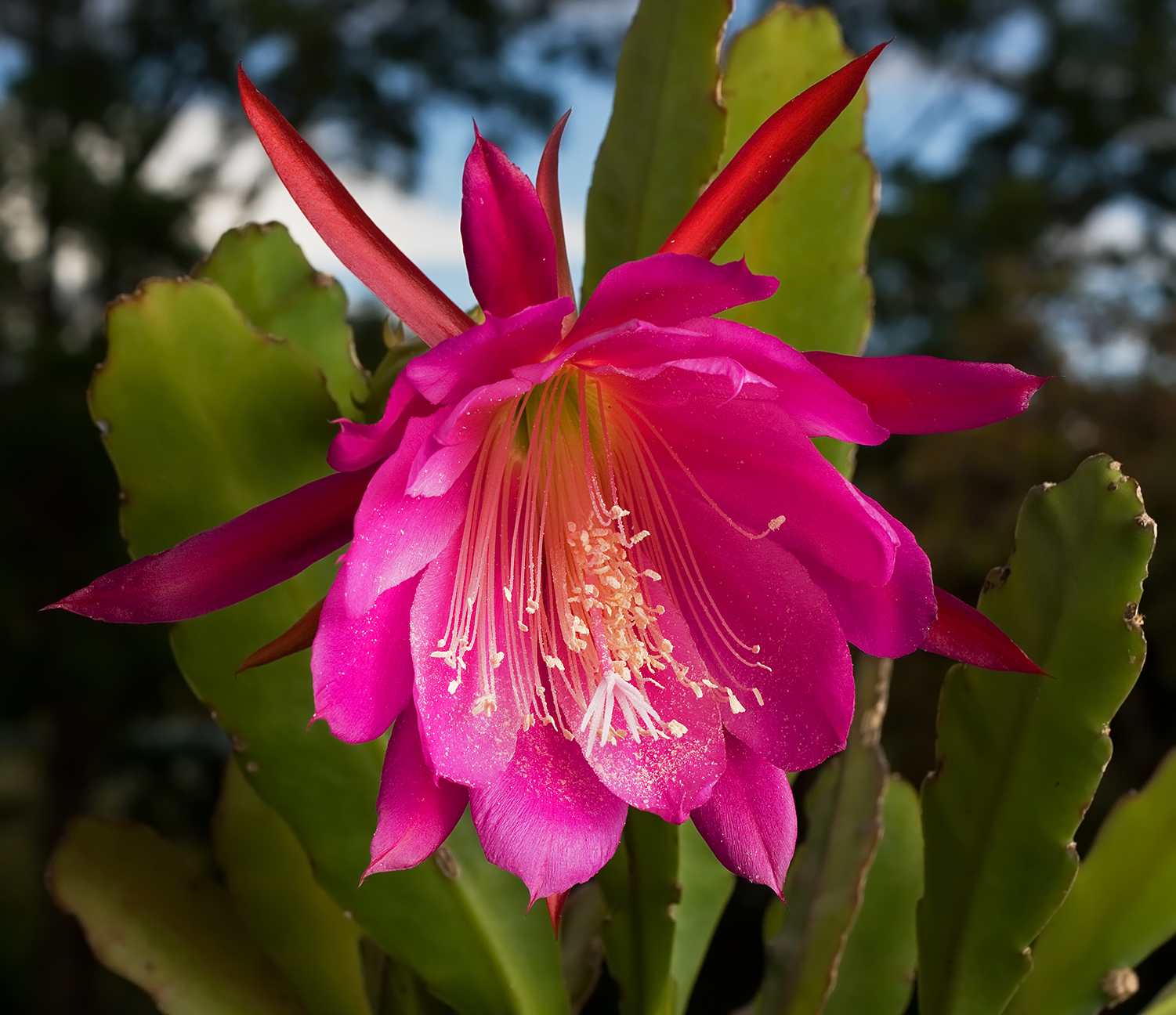  orquídea que parece cacto: Epiphyllum hybrid