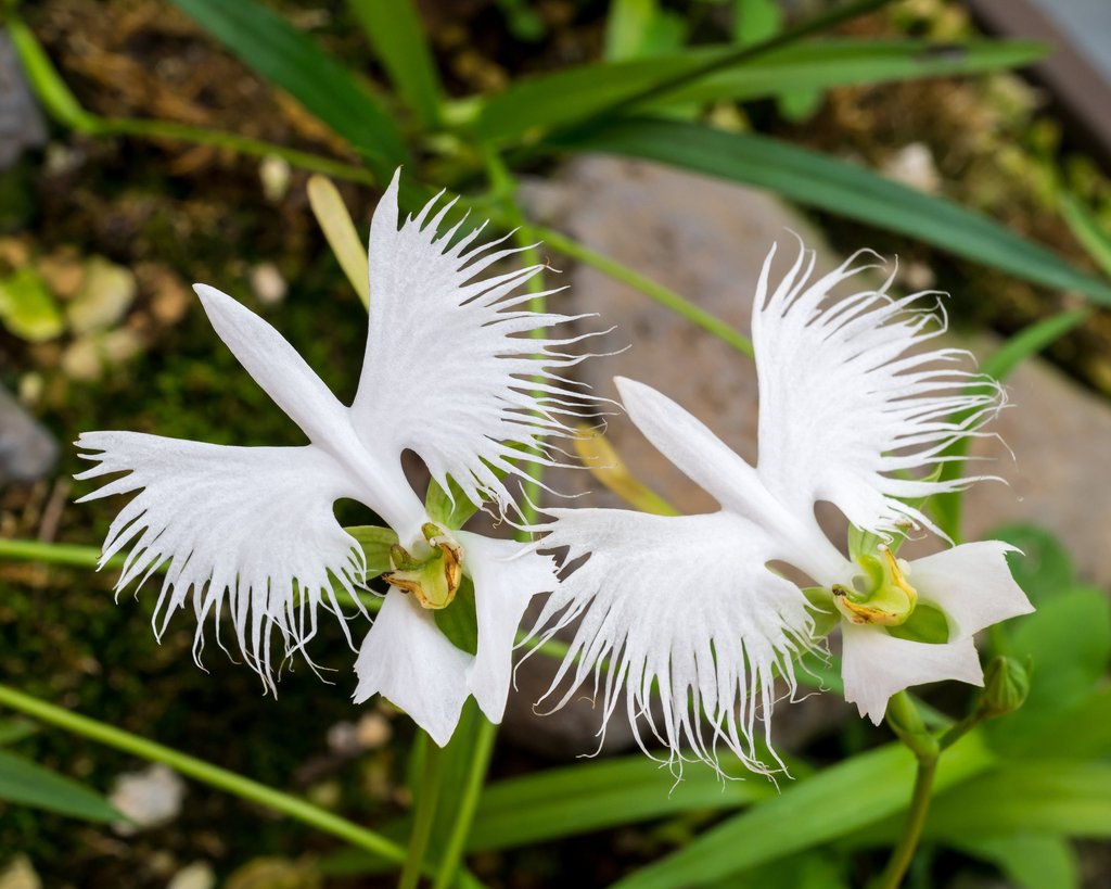 Orquídea que parece um passarinho: Habenaria radiata