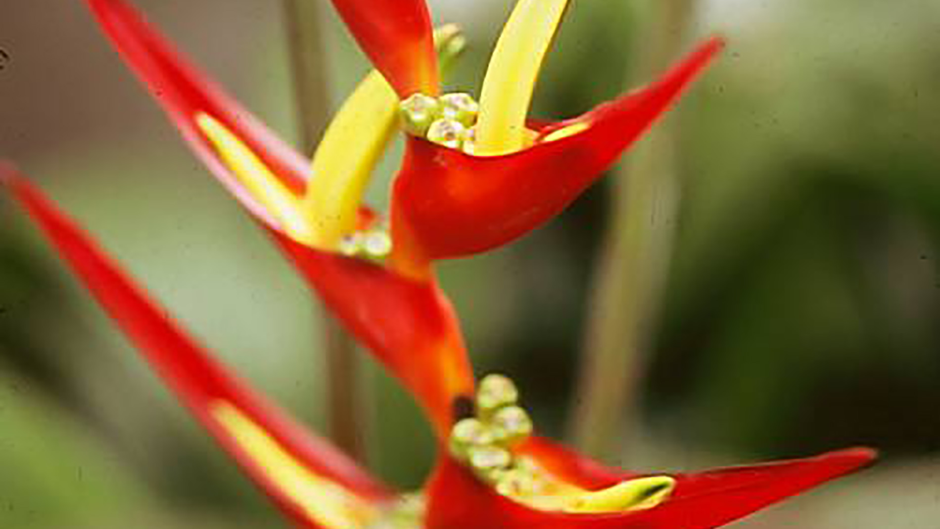 A helicônia pode ser usada nojardim ou flor de corte