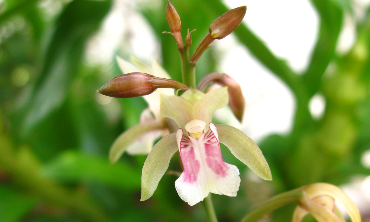 orquídea que parece espada de são Jorge: Oeceoclades maculata