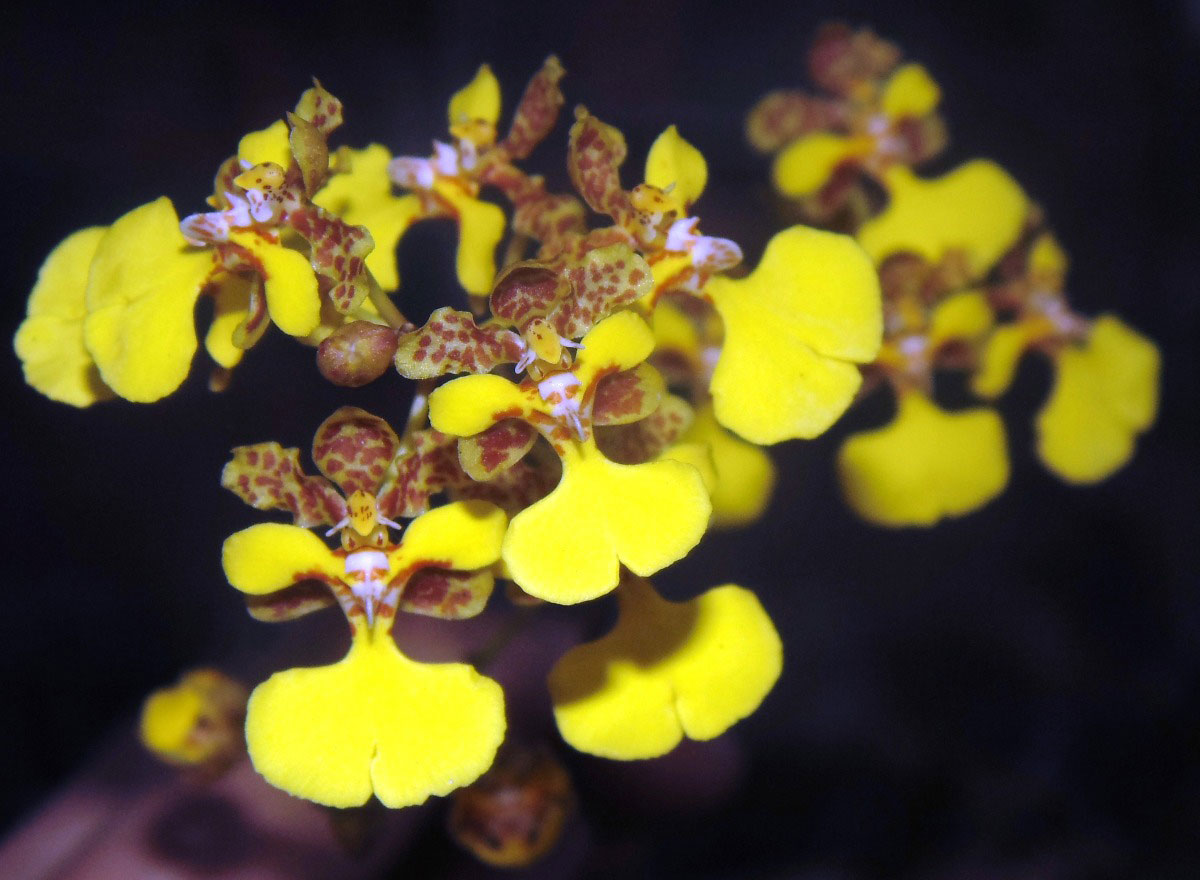 orquídea que aprece cebola: Oncidium cebolleta