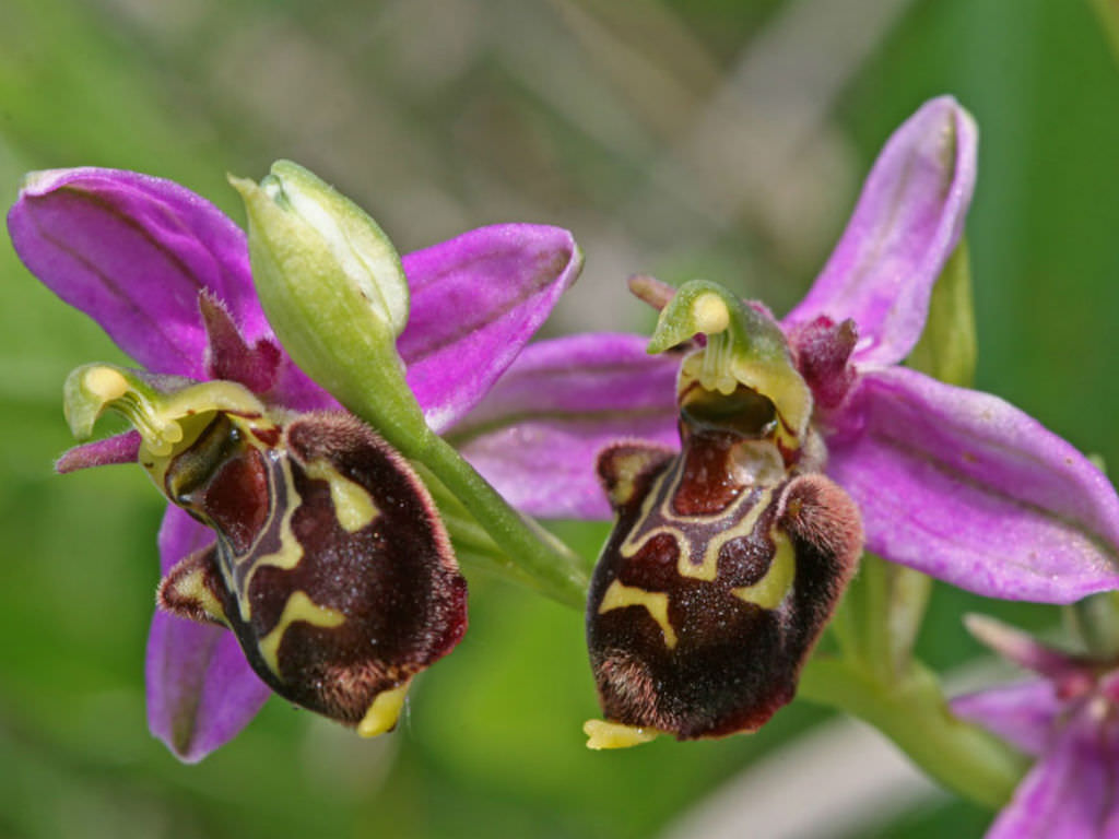 Orquídea que parece abelhas: Ophrys apifera