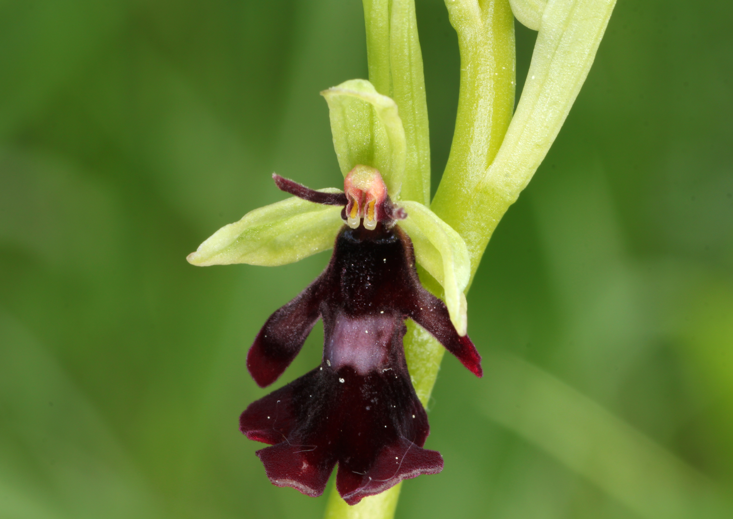 Orquídea que parece mosca: Ophrys insectifera