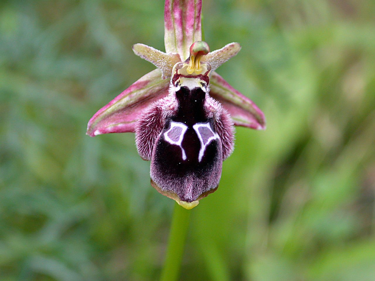 Orquídea que parece bode Ophrys reinholdiii