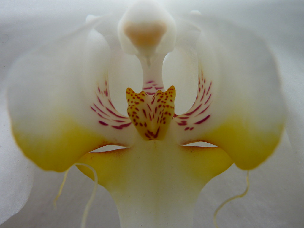 Orquídea que parece onça ou tigre: Orquídea-tigre