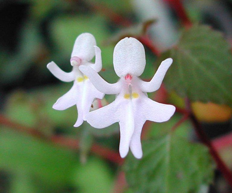 Orquídeas que parecem Bailarina.