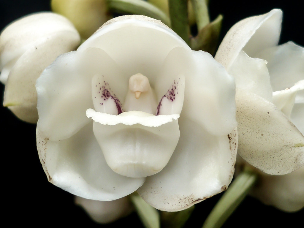 Orquídea que parece uma pomba: Peristeria elata