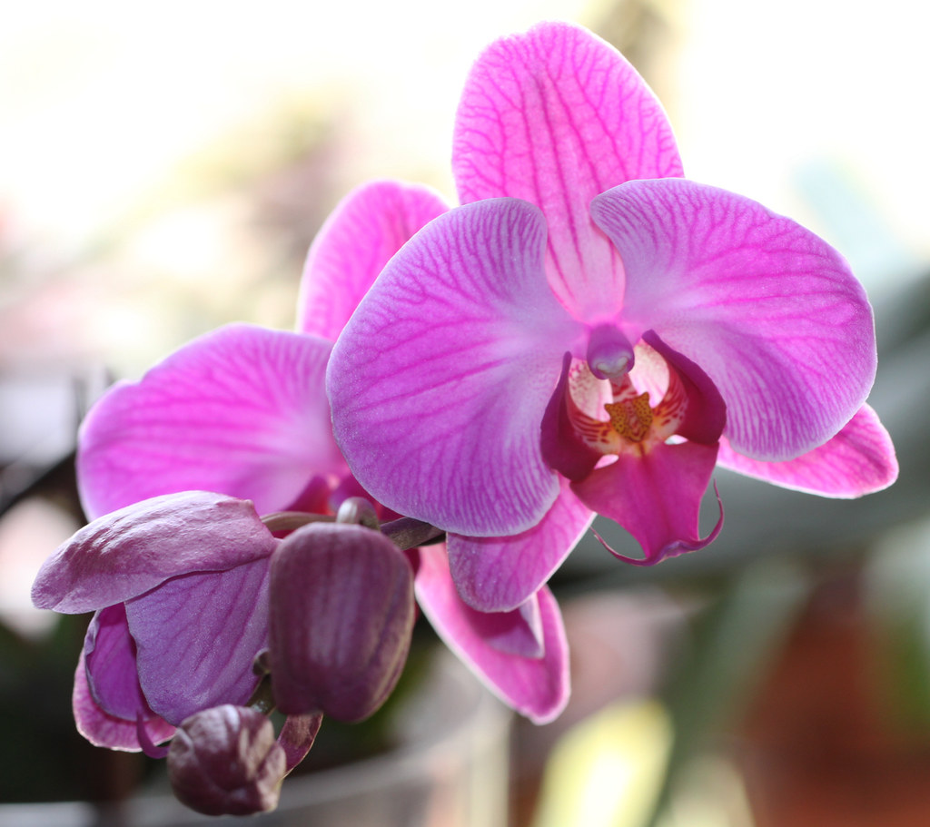 orquídea que parece com cabeça de pássaro: Phalaenopsis sp